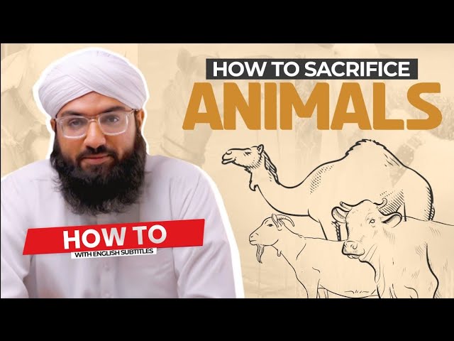HOW TO Sacrifice Animals? | Explained in Urdu With English Subtitles By Ahmed Raza Madani